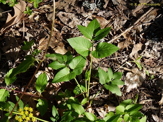 {Zizia trifoliata}